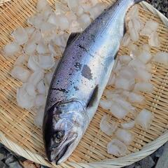 琵琶湖の新鮮なビワマス欲しい方❕(本日、捕れたて)