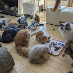 猫カフェ【春休みイベント】の画像