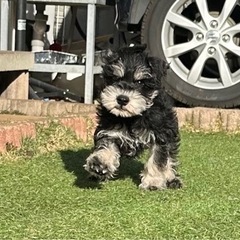 【飼い主様決まりました】Mシュナウザーの男の子🌟 - 犬