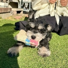 【飼い主様決まりました】Mシュナウザーの男の子🌟 - 八千代市