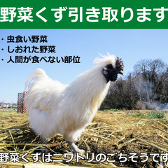 大量の野菜クズを引き取ります🐓（無農薬歓迎）