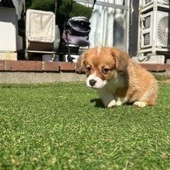 【飼い主様決まりました】コーギーの男の子🍀 - 八千代市