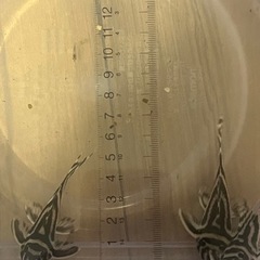 インペリアルゼブラプレコ 4匹セット