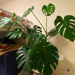 観葉植物　モンステラ　高さ110cm