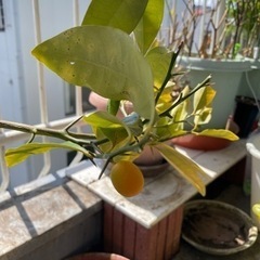 金柑の木　　まだ実がなりません。