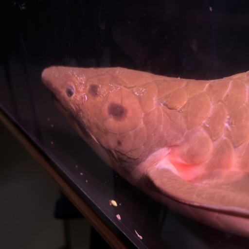 ネオケラトドゥス