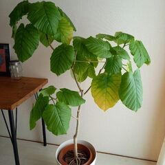 フィカス・ウンベラータ   観葉植物   屋内植物