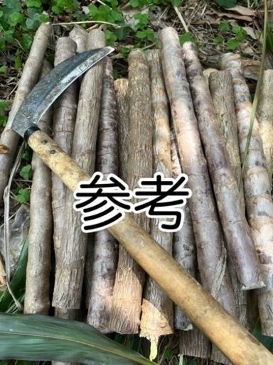 千年木( ドラセナ )幹 挿し木用 20本
