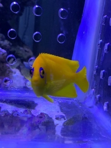 取引き中海水魚、サンゴ、レモンピール