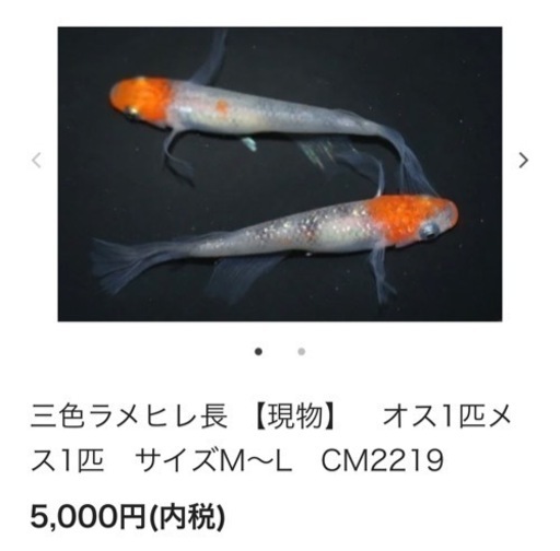 めだか   改良メダカ　三色ラメヒレ長