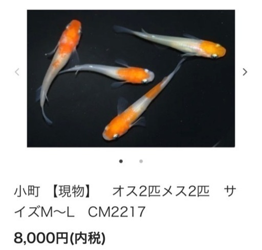 めだか   改良メダカ　小町