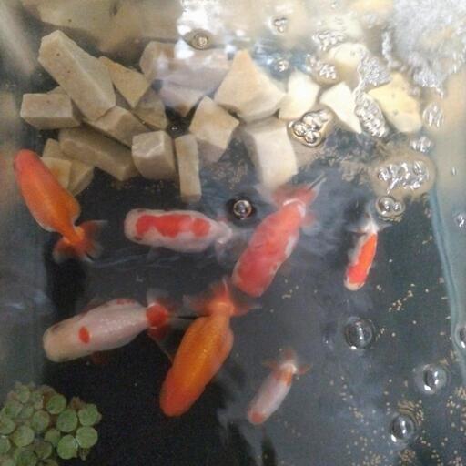 らんちゅう一式セット