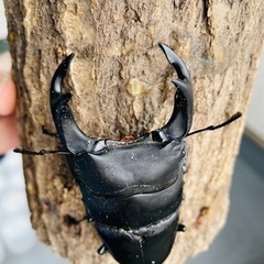 能勢SRオオクワガタ【89.0mm】♂単品令和4年羽化