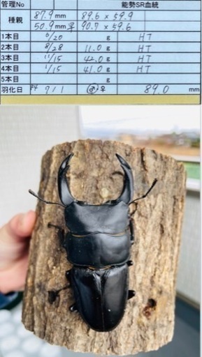 能勢SRオオクワガタ【89.0mm】♂単品令和4年羽化