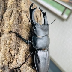 能勢SRオオクワガタ【89.0mm】♂単品令和4年羽化