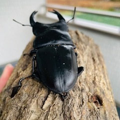 能勢SRオオクワガタ【89.0mm】♂単品令和4年羽化