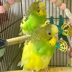 ② セキセイインコ　2羽 - 尼崎市