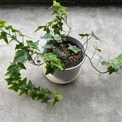 【ネット決済】観葉植物