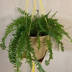 もらって下さい！【観葉植物】セイヨウタマシダ鉢ごと