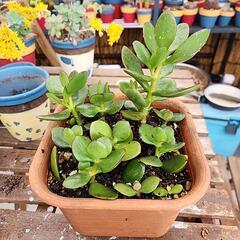 多肉植物　金のなる木　３