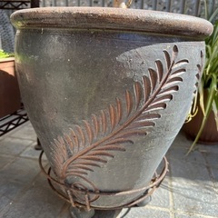アジアン 陶器 植木鉢 キンモクセイ 付き