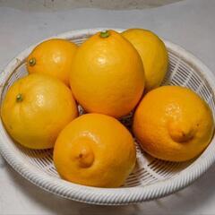 自宅農園で栽培した大きめの無農薬レモンです