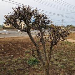 庭木 ガーデニング