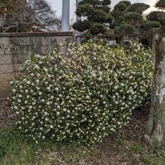 庭木 ガーデニング