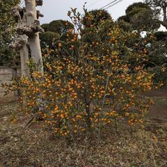 庭木 ガーデニング