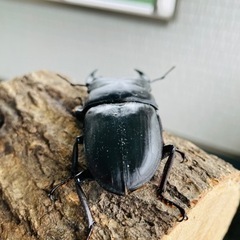 能勢SRオオクワガタ【87.7mm】令和4年羽化