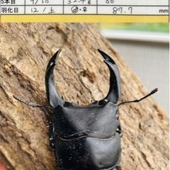 能勢SRオオクワガタ【87.7mm】令和4年羽化