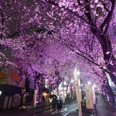 3月29日(金)13時～代々木公園お花見🌸