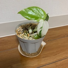 観葉植物　斑入りモンステラ　ハーフムーン