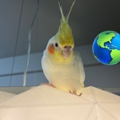 迷子のオカメインコを助けてください - 中央区