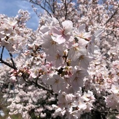 須磨浦公園🌸お花見