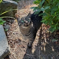 保護猫のキジトラちゃん - 紀の川市