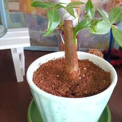人気の観葉植物パキラ&世界で一つだけの植木鉢