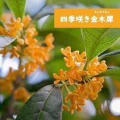 四季咲きキンモクセイ　