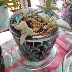 多肉植物&お洒落なモザイクガラス植木鉢