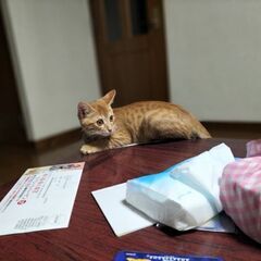 8ヶ月の雄猫🐱ハクです。 - 猫