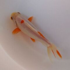 🌸金魚　11匹🌸