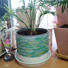 観葉植物テーブルヤシ&世界で一つだけの植木鉢