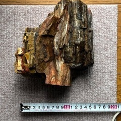 木化石　