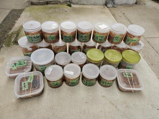能勢ＹＧ血統オオクワガタ２８頭