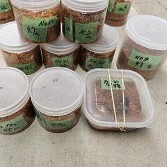 nemo ムーンランダーテーブル-能勢ＹＧ血統オオクワガタ２８頭