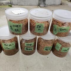 nemo ムーンランダーテーブル-能勢ＹＧ血統オオクワガタ２８頭