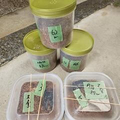 nemo ムーンランダーテーブル-能勢ＹＧ血統オオクワガタ２８頭