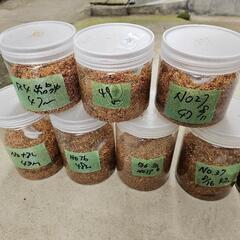 nemo ムーンランダーテーブル-能勢ＹＧ血統オオクワガタ２８頭