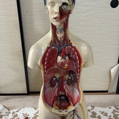 両性人体解剖模型 医療用