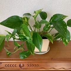 もらって下さい！【観葉植物】ポトス